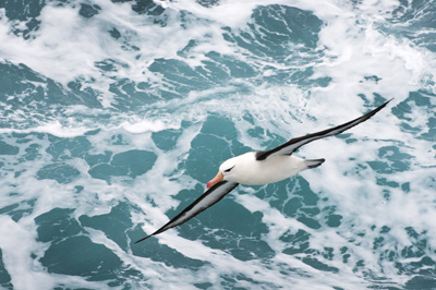 A picture of a seagull flying over ocean waves.