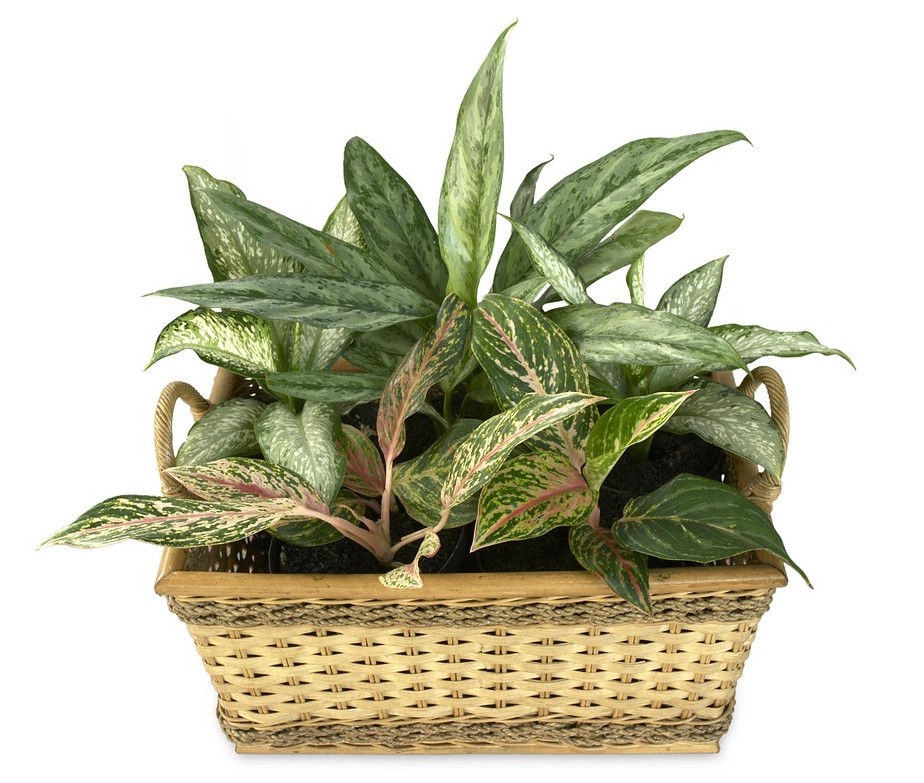 A picture of a dieffenbachia plant.